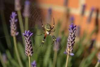Araignée Argiope bruennichi sur sa toile dans un jardin provençal avec tiges de lavande et rosée du matin