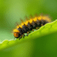 Chenille jaune et noire sur une feuille verte lumineuse